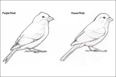 Finch, Adaptability, Intelligence, Nature, Songbird Drawing