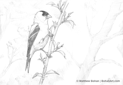 Finch, Adaptability, Intelligence, Nature, Songbird Drawing