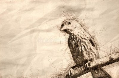 Finch, Adaptability, Intelligence, Nature, Songbird Drawing