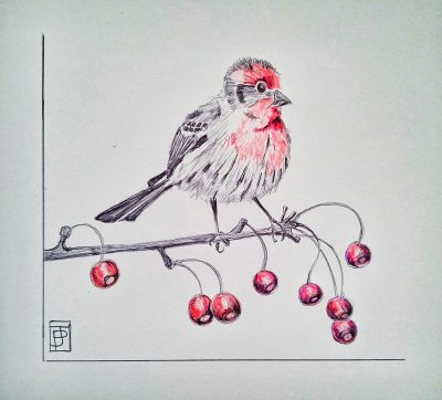 Finch, Adaptability, Intelligence, Nature, Songbird Drawing