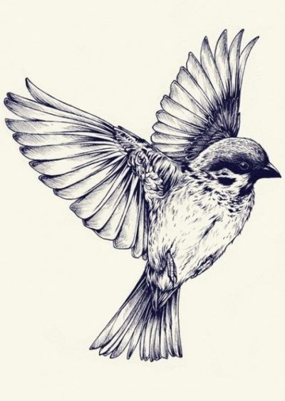 Finch, Adaptability, Intelligence, Nature, Songbird Drawing