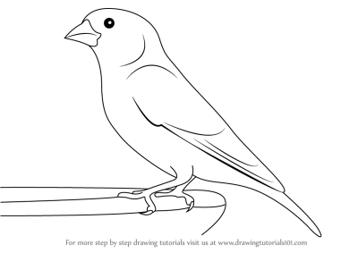 Finch, Adaptability, Intelligence, Nature, Songbird Drawing