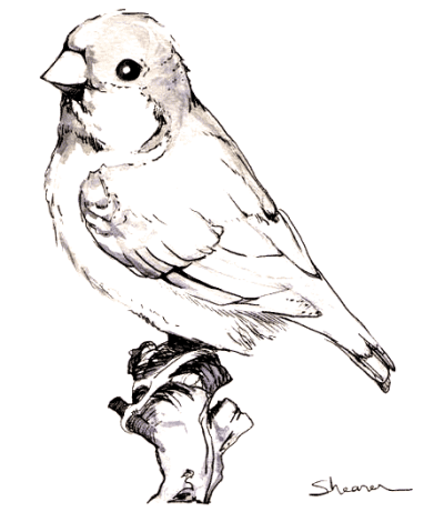 Finch, Adaptability, Intelligence, Nature, Songbird Drawing