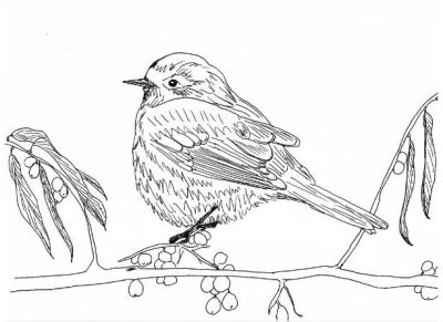 Finch, Adaptability, Intelligence, Nature, Songbird Drawing