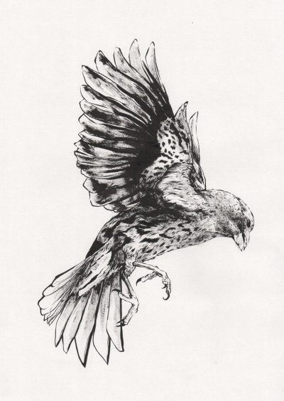 Finch, Adaptability, Intelligence, Nature, Songbird Drawing