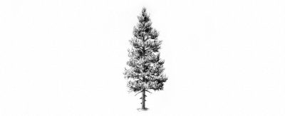 Fir Tree, Evergreen, Beauty, Winter, Nature Drawing