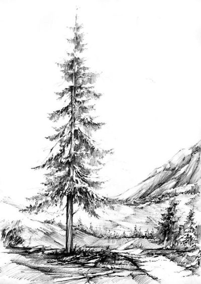 Fir Tree, Christmas, Nature, Evergreen, Forest Drawing