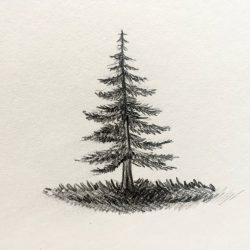 Fir Tree Drawing Art