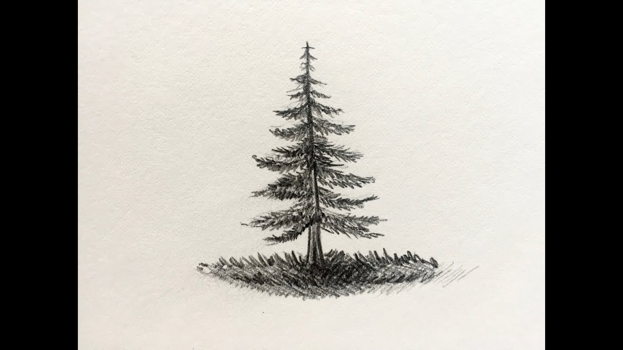 Fir Tree Drawing Art