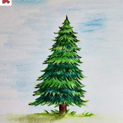 Fir Tree Drawing Artistic Sketching