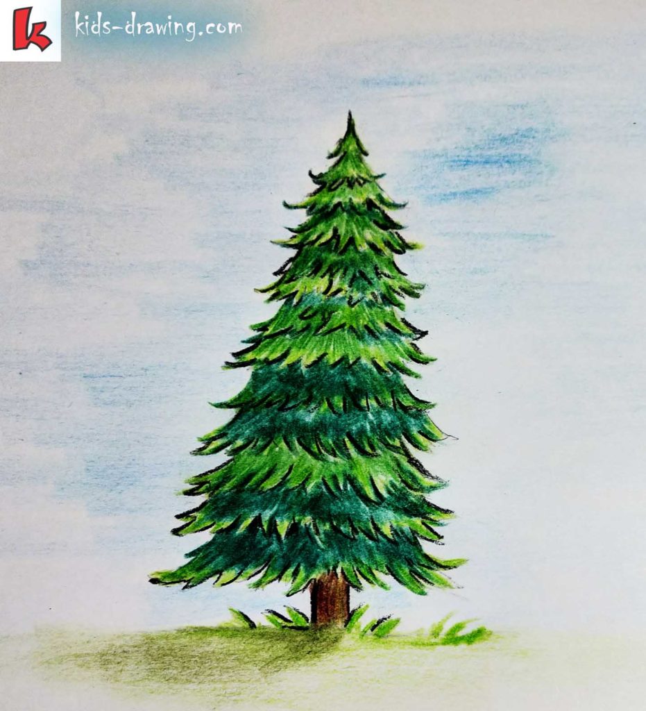 Fir Tree Drawing Artistic Sketching