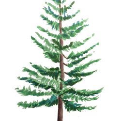 Fir Tree Drawing Creative Style