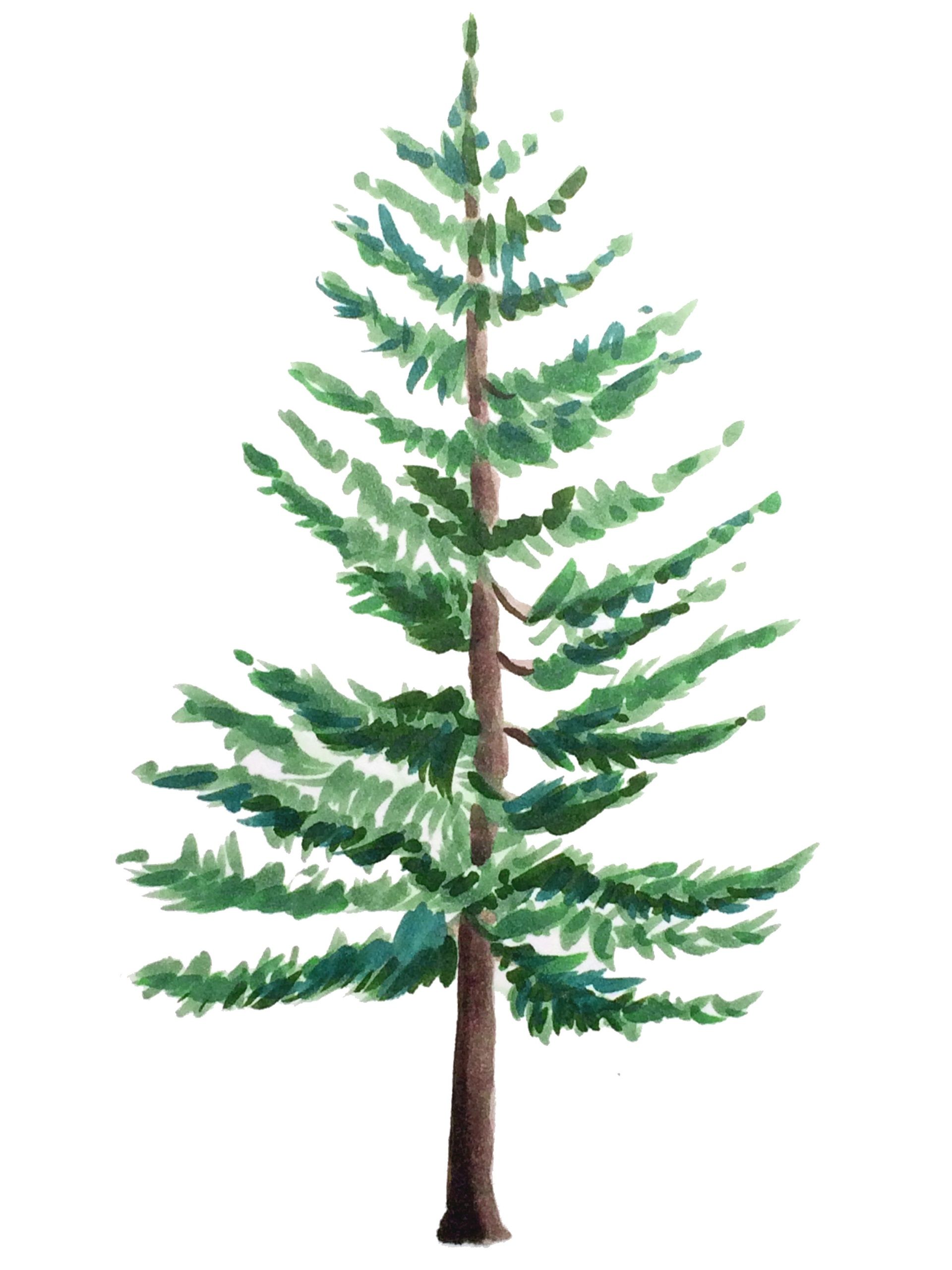 Fir Tree Drawing Creative Style