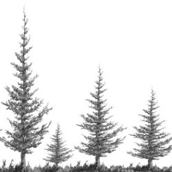 Fir Tree Drawing Detailed Sketch