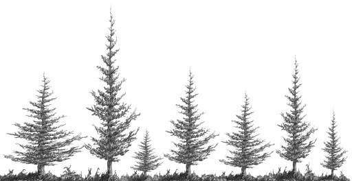 Fir Tree Drawing Detailed Sketch