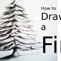 Fir Tree Drawing Fine Art