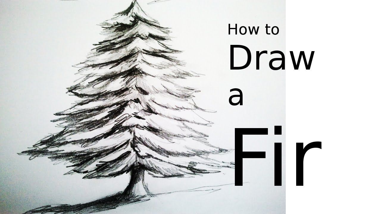 Fir Tree Drawing Fine Art