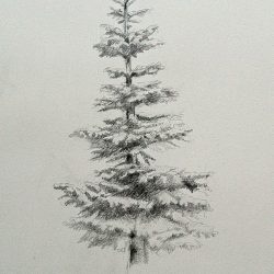 Fir Tree Drawing Hand drawn