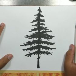 Fir Tree Drawing Hand drawn Sketch