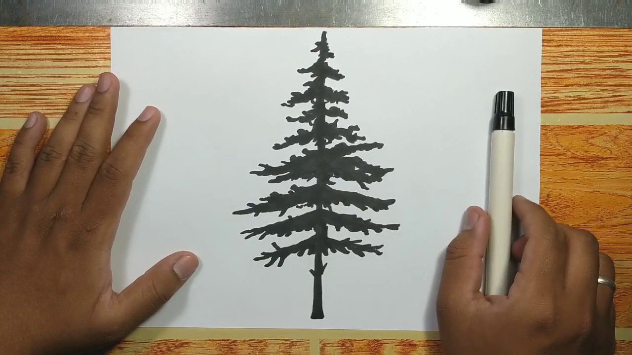 Fir Tree Drawing Hand drawn Sketch