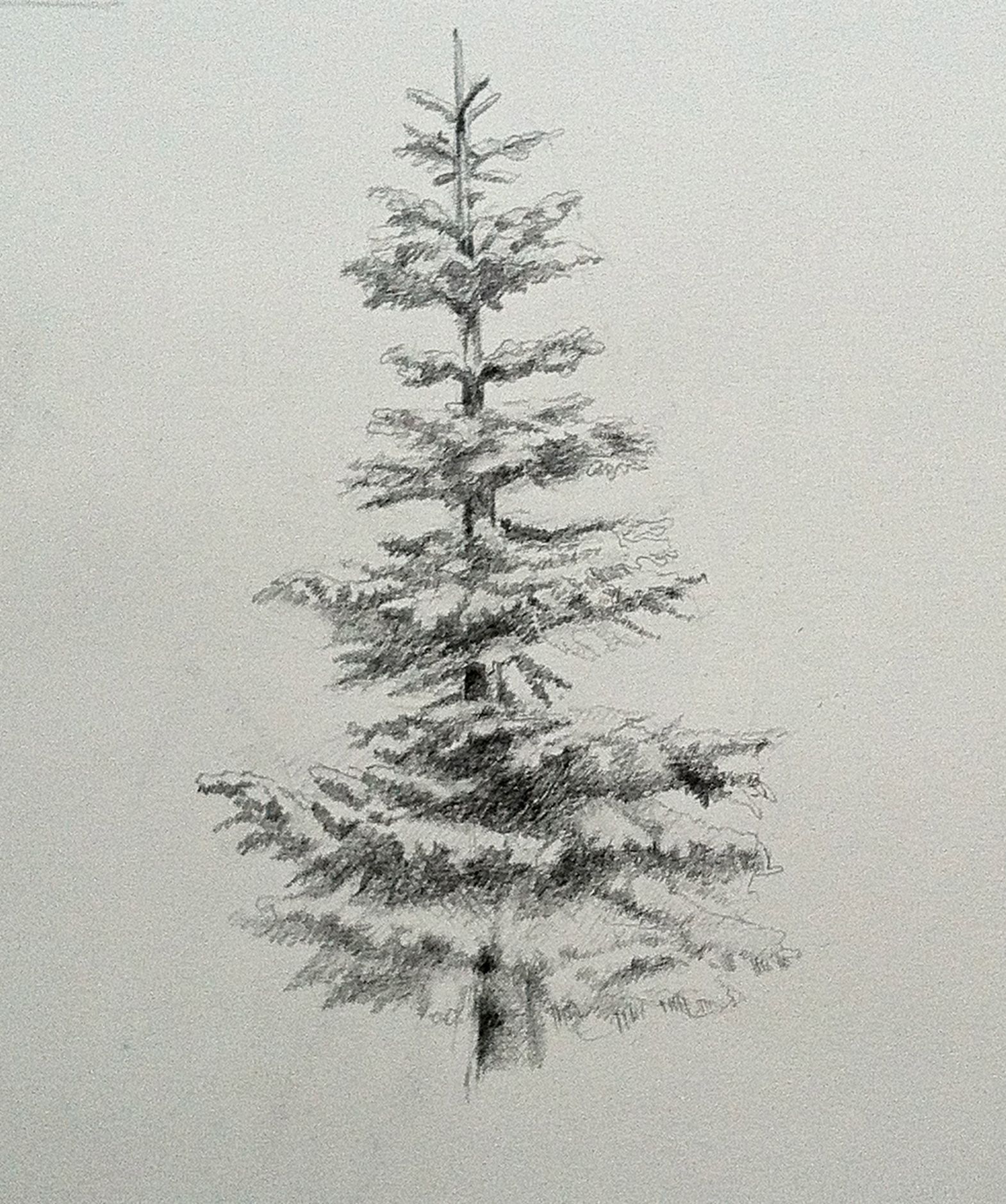 Fir Tree Drawing Hand drawn