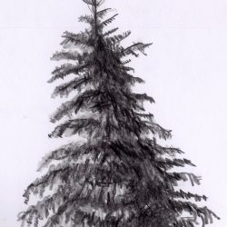 Fir Tree Drawing Image