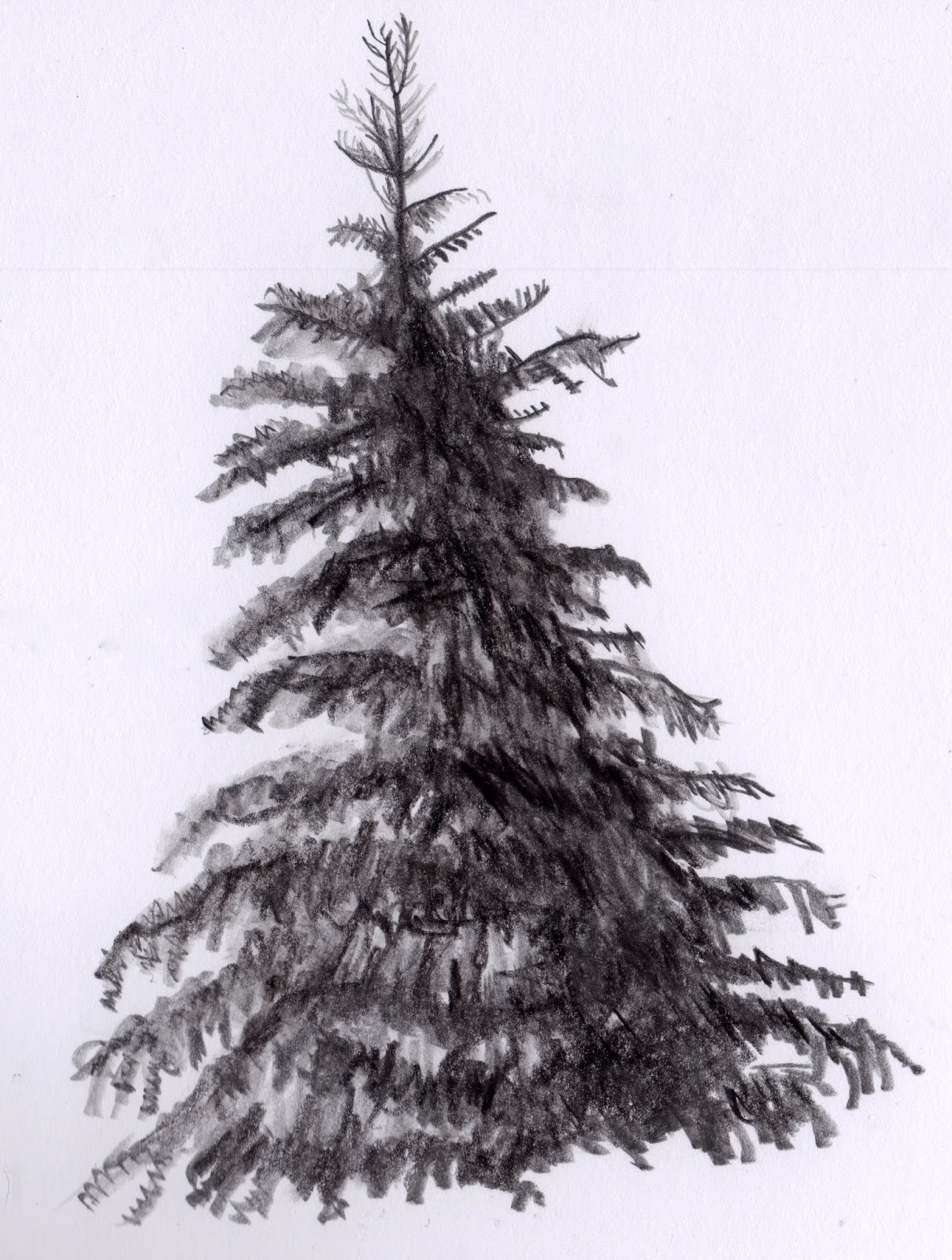 Fir Tree Drawing Image