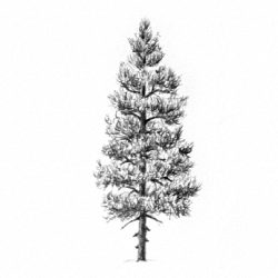 Fir Tree Drawing Intricate Artwork