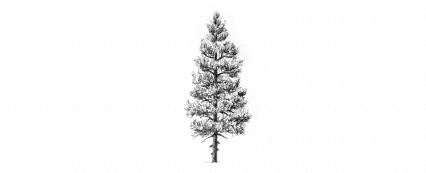 Fir Tree Drawing Intricate Artwork