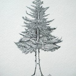 Fir Tree Drawing Modern Sketch