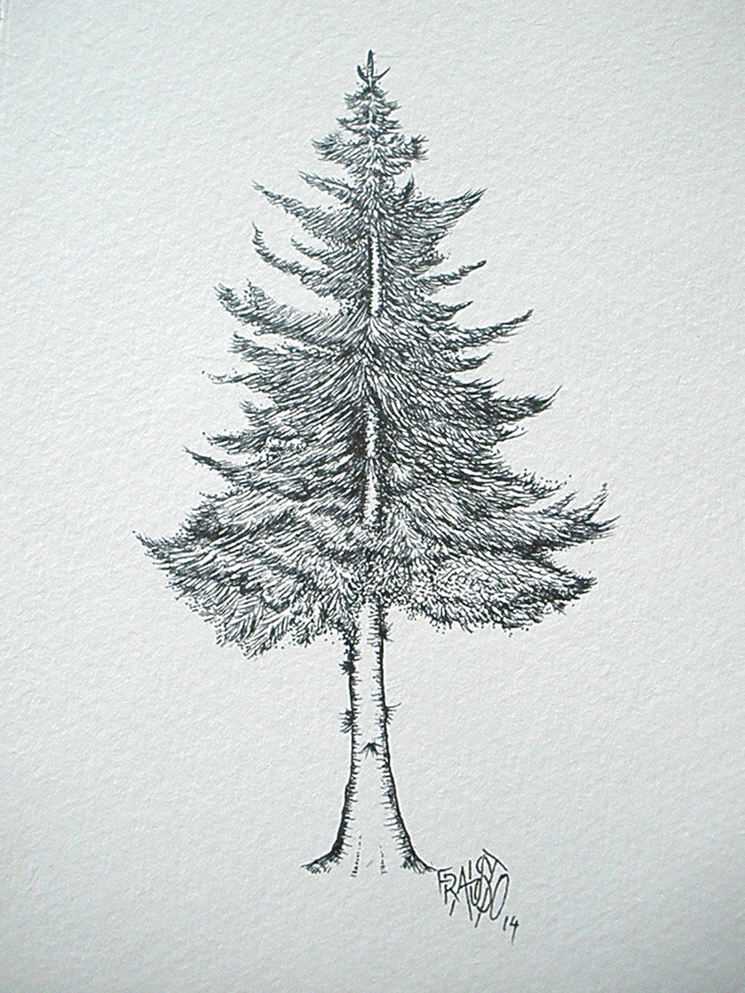 Fir Tree Drawing Modern Sketch