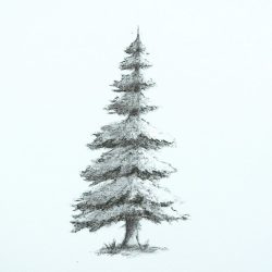 Fir Tree Drawing Photo