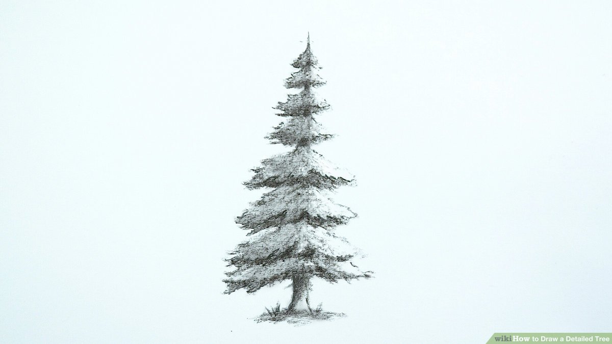 Fir Tree Drawing Photo