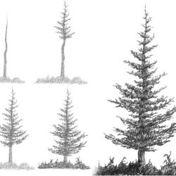 Fir Tree Drawing Picture