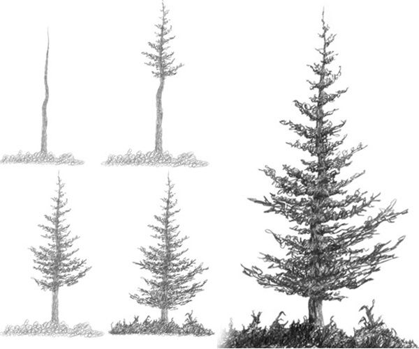 Fir Tree Drawing Picture