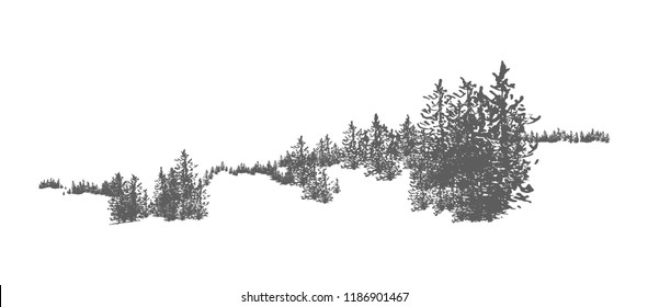 Fir Tree Drawing Sketch