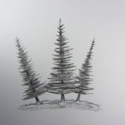 Fir Tree Drawing Stunning Sketch