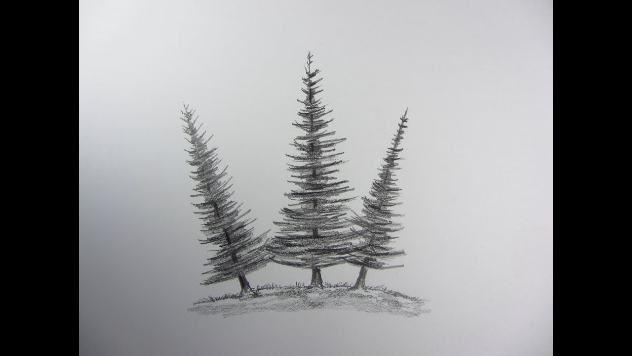 Fir Tree Drawing Stunning Sketch