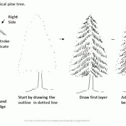 Fir Tree Drawing Unique Art