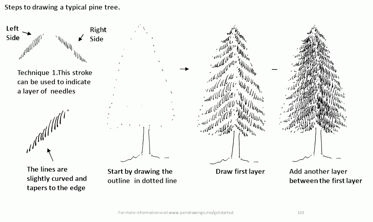 Fir Tree Drawing Unique Art