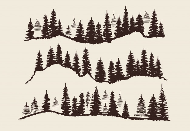 Fir Tree Drawing