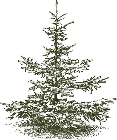 Fir Tree, Nature, Winter, Evergreen, Forest Drawing