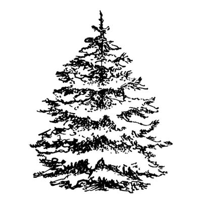 Fir Tree, Resilience, Nature, Evergreen, Beauty Drawing