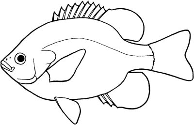 Fish, Swim, Aquatic, Marine, Scales Drawing