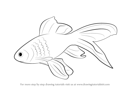 Fish, Aquatic, Sustainable, Marine, Seafood Drawing