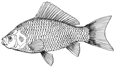 Fish, Species, Habitat, Aquatic, Marine Drawing