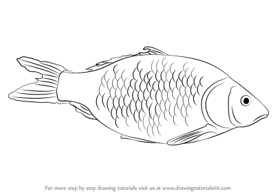 Fish, Seafood, Aquatic, Freshwater, Marine Drawing