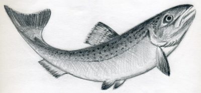 Fish, Ocean, Aquatic, Habitat, Species Drawing