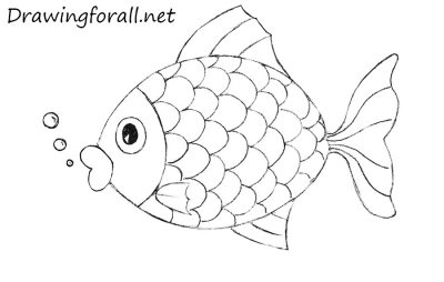 Fish, Seafood, Aquatic, Freshwater, Marine Drawing