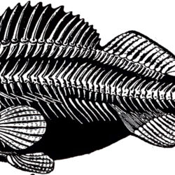 Fish Skeleton Drawing Amazing Sketch